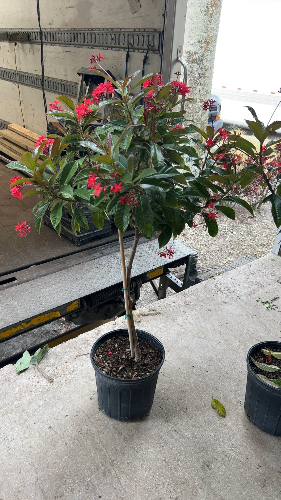 Jatropha integerrima Plant ( Spicy Jatropha / Peregrina )